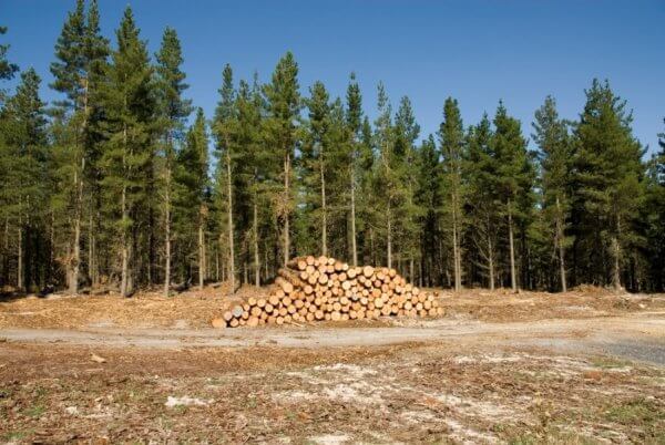 Lithuanian Timber